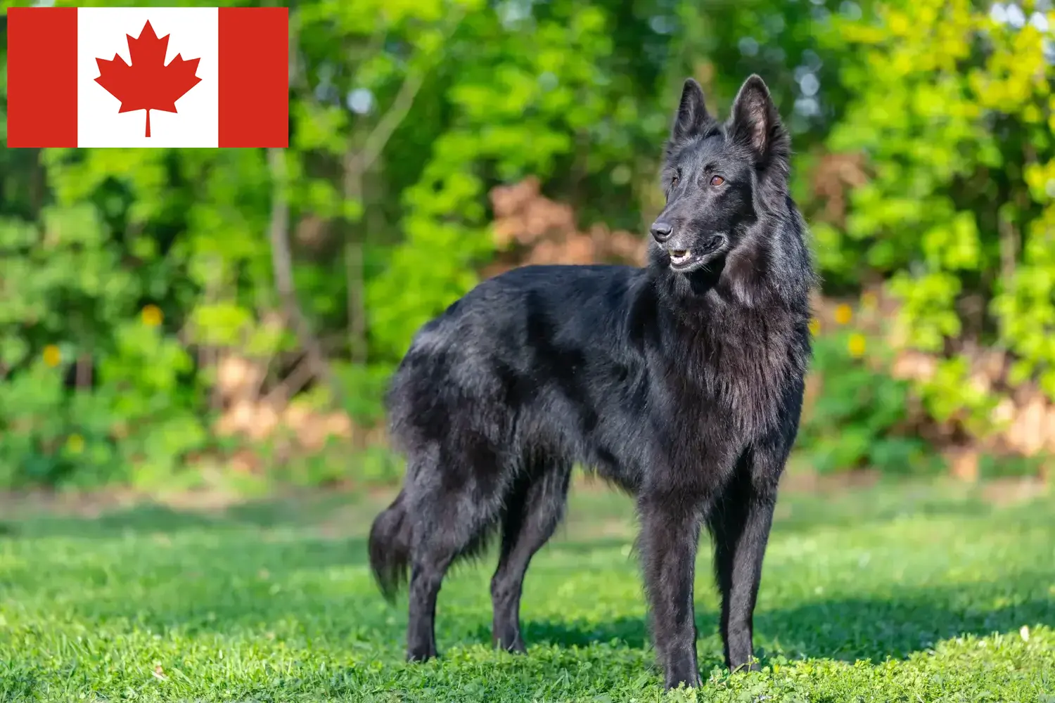 Read more about the article Kanada’da Belçika Çoban Köpeği Yetiştiricisi ve Yavruları