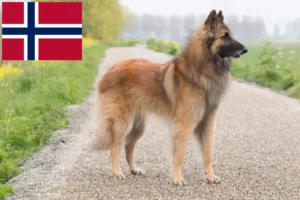 Read more about the article Norveç’te Belçika Çoban Köpeği Yetiştiricisi ve Yavruları