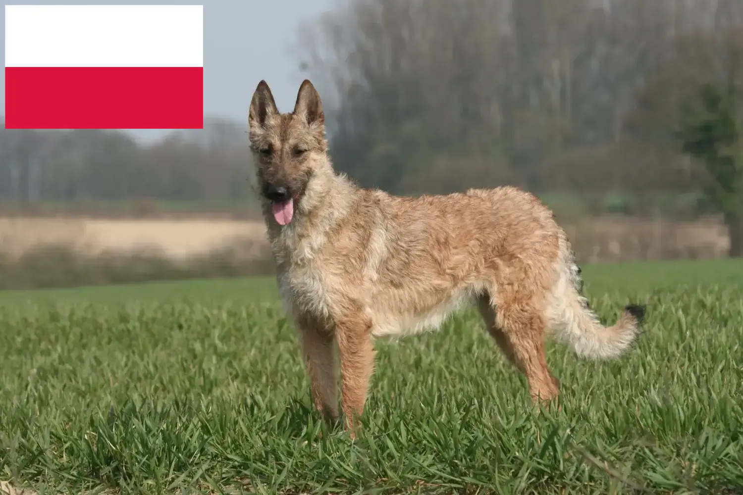 Read more about the article Polonya’da Belçika Çoban Köpeği Yetiştiricisi ve Yavruları