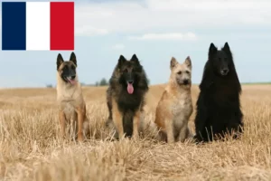 Read more about the article Réunion’da Belçika Kurdu yetiştiricileri ve köpek yavruları