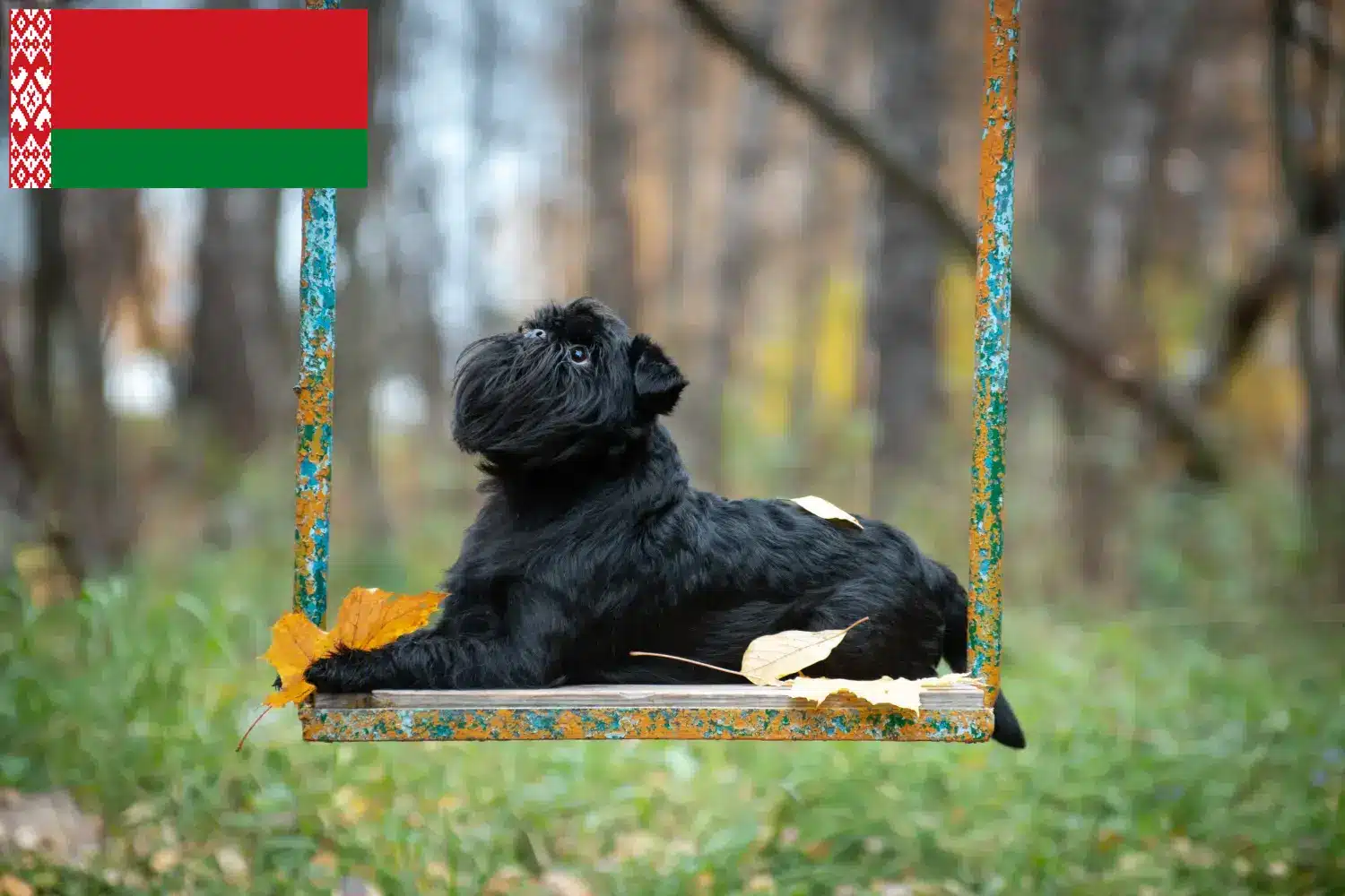 Read more about the article Belarus’ta Belçika Cüce Grifonu yetiştiricileri ve köpek yavruları