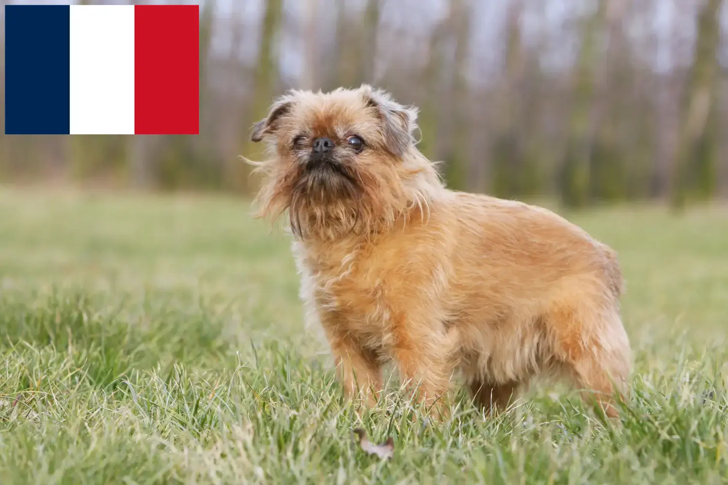 Read more about the article Fransa’da Belçika Cüce Grifonu yetiştiricileri ve köpek yavruları