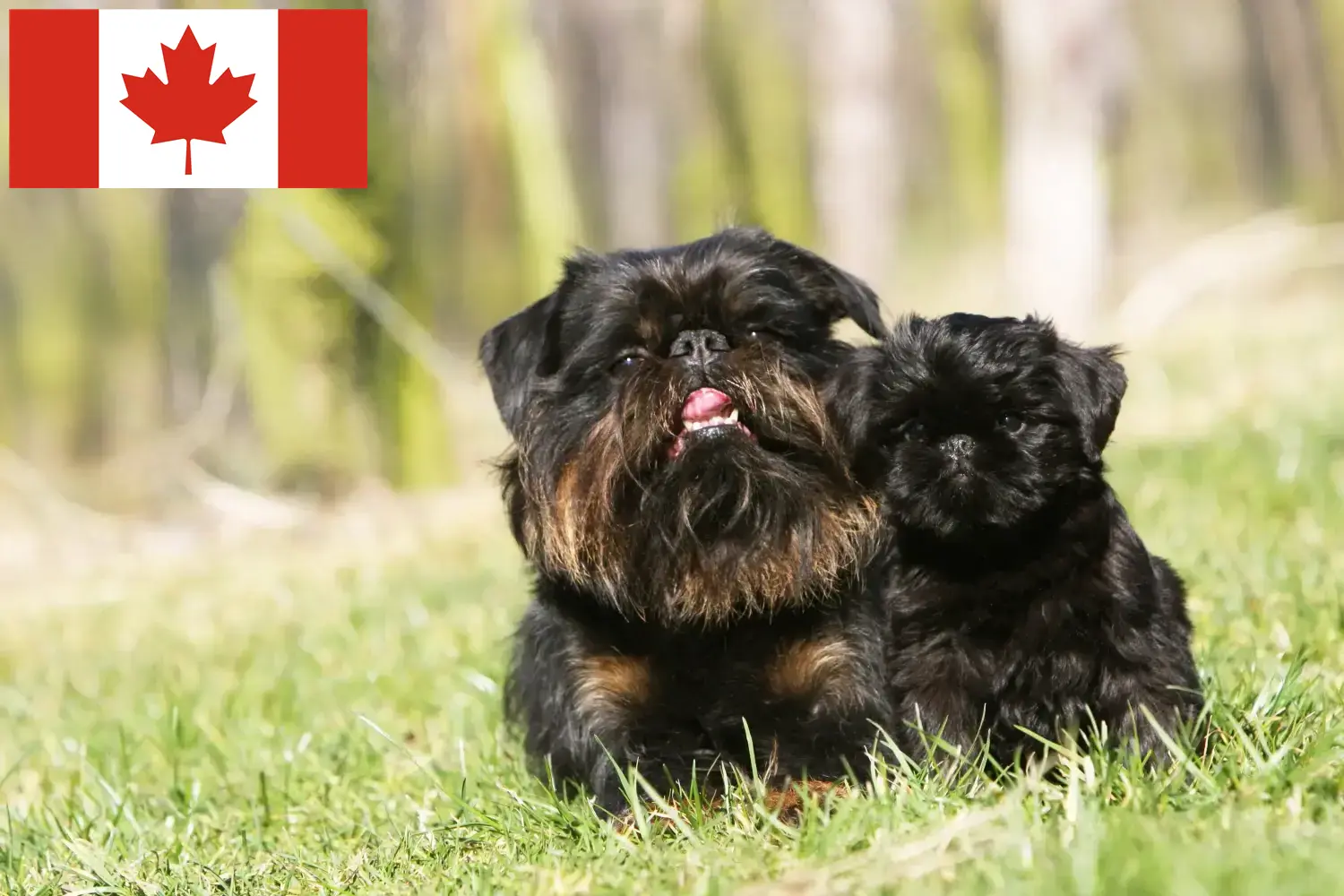 Read more about the article Kanada’da Belçika Cüce Grifonu yetiştiricileri ve köpek yavruları