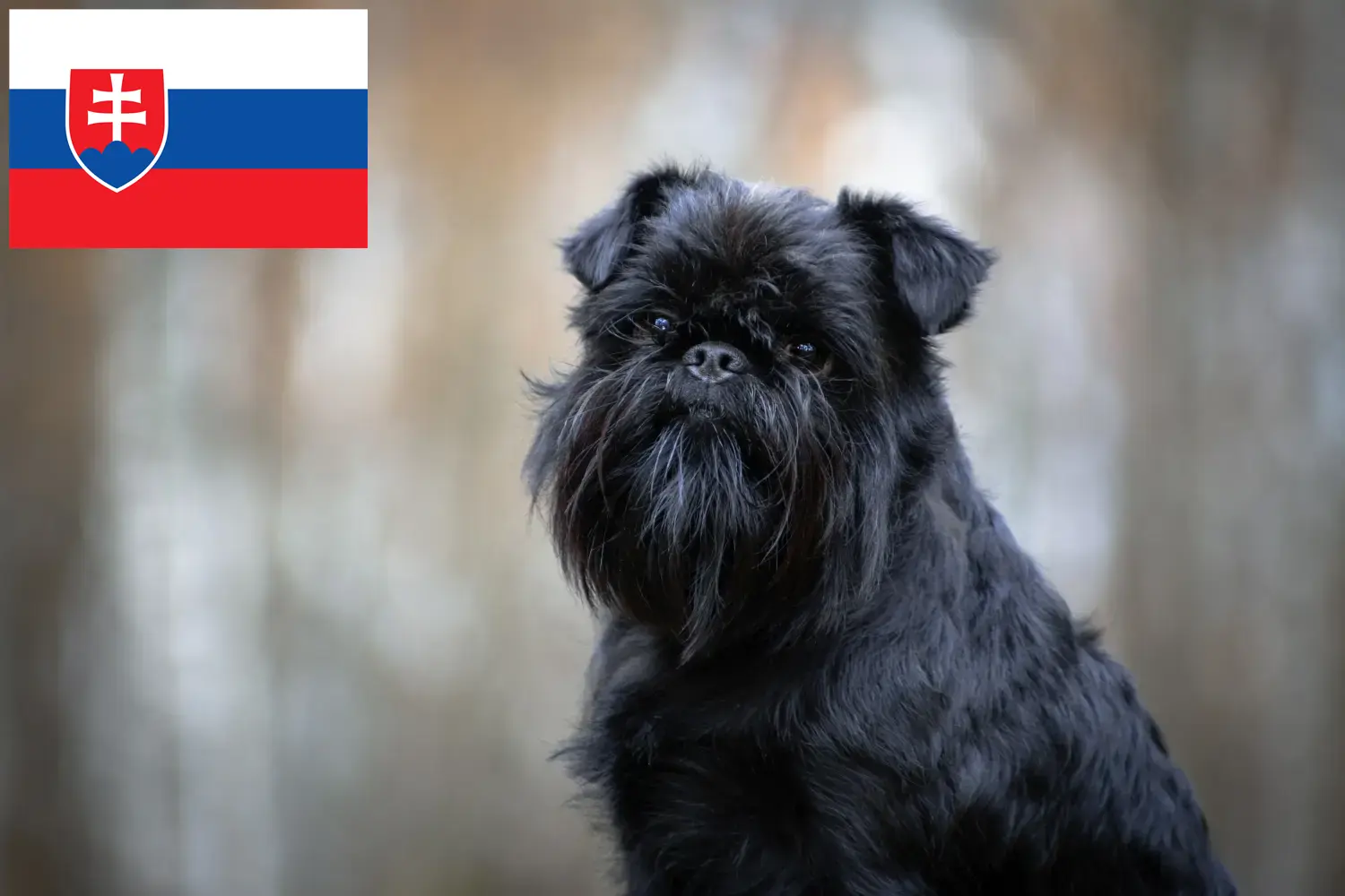 Read more about the article Slovakya’da Belçika Cüce Griffon yetiştiricisi ve yavru köpekler