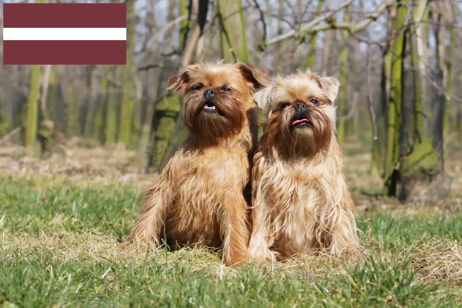 Read more about the article Letonya’da Belçika Cüce Grifon yetiştiricisi ve yavru köpekler