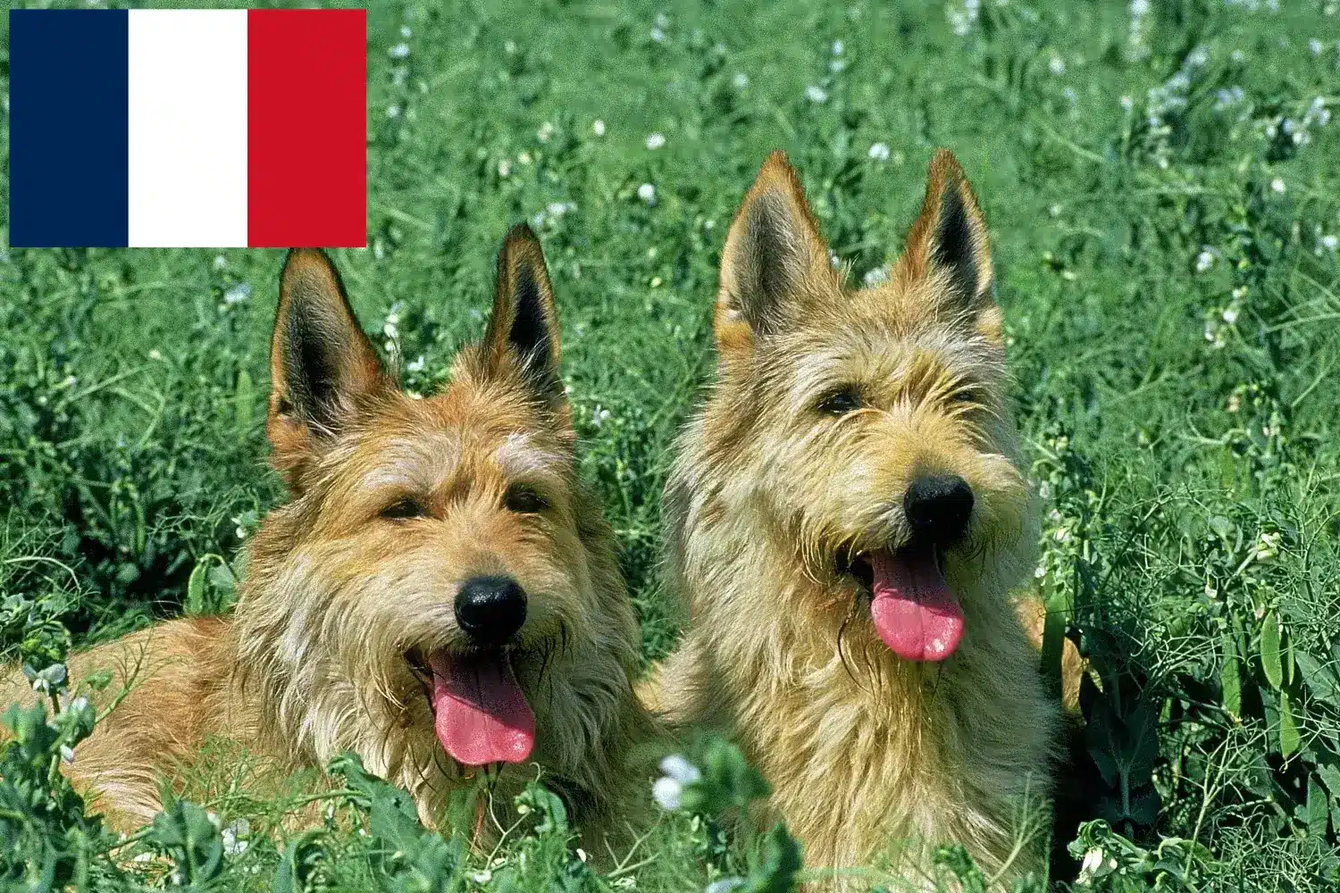 Read more about the article Fransa’da Berger de Picardie yetiştiricileri ve köpek yavruları