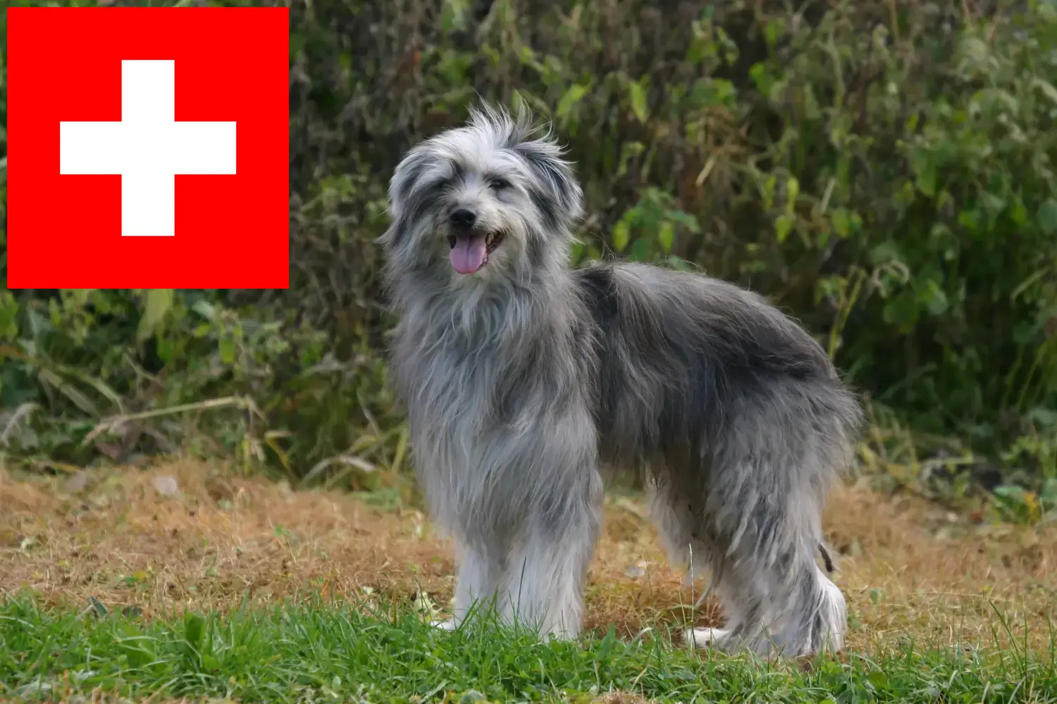 Read more about the article İsviçre’de Berger des Pyrenees yetiştiricileri ve köpek yavruları