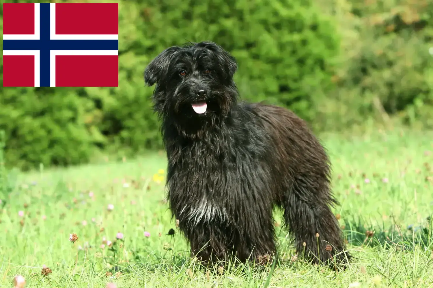 Read more about the article Norveç’te Berger des Pyrenees yetiştiricileri ve köpek yavruları