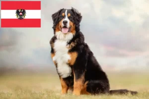 Read more about the article Avusturya’da Bernese Dağ Köpeği Yetiştiricisi ve Yavruları