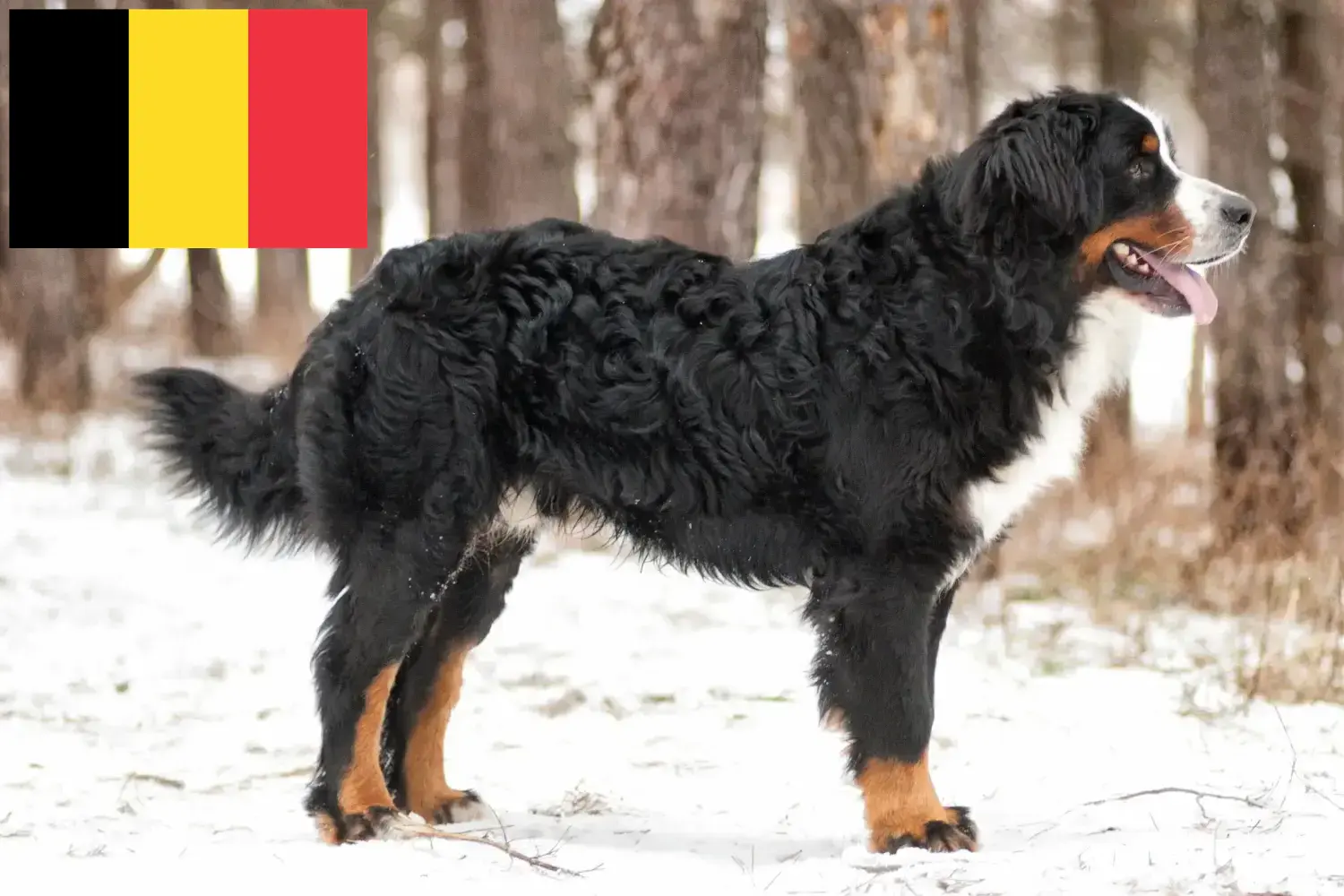 Read more about the article Belçika’da Bernese Dağ Köpeği Yetiştiricisi ve Yavruları