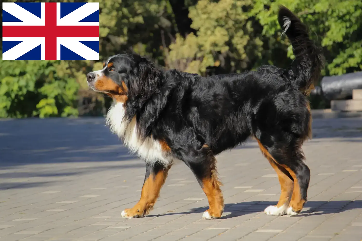 Read more about the article Büyük Britanya’daki Bernese Dağ Köpeği Yetiştiricileri ve Yavruları