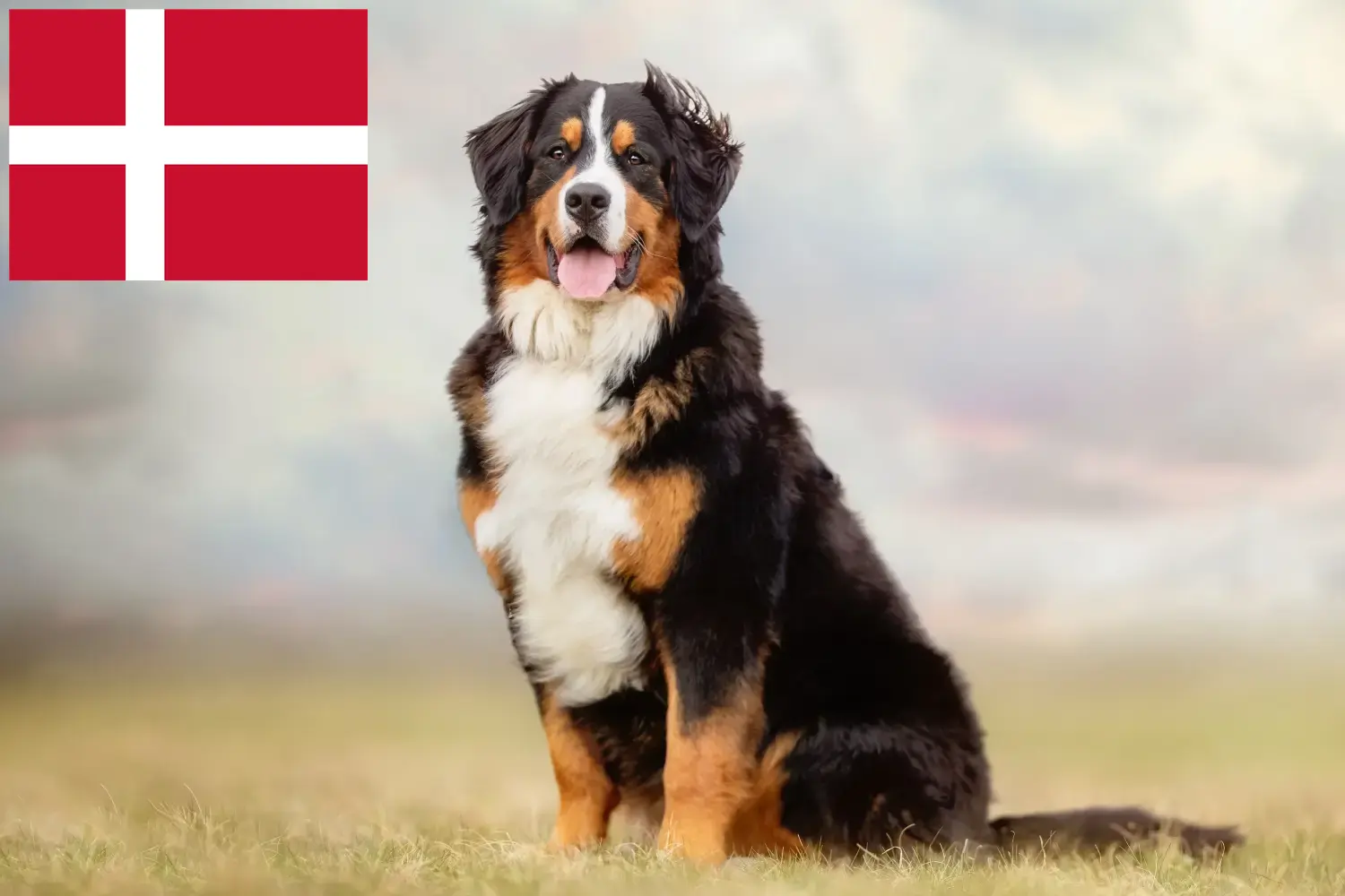 Read more about the article Danimarka’da Bernese Dağ Köpeği Yetiştiricisi ve Yavruları