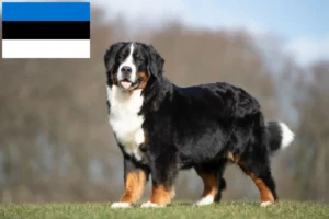 Read more about the article Estonya’da Bernese Dağ Köpeği Yetiştiricisi ve Yavruları