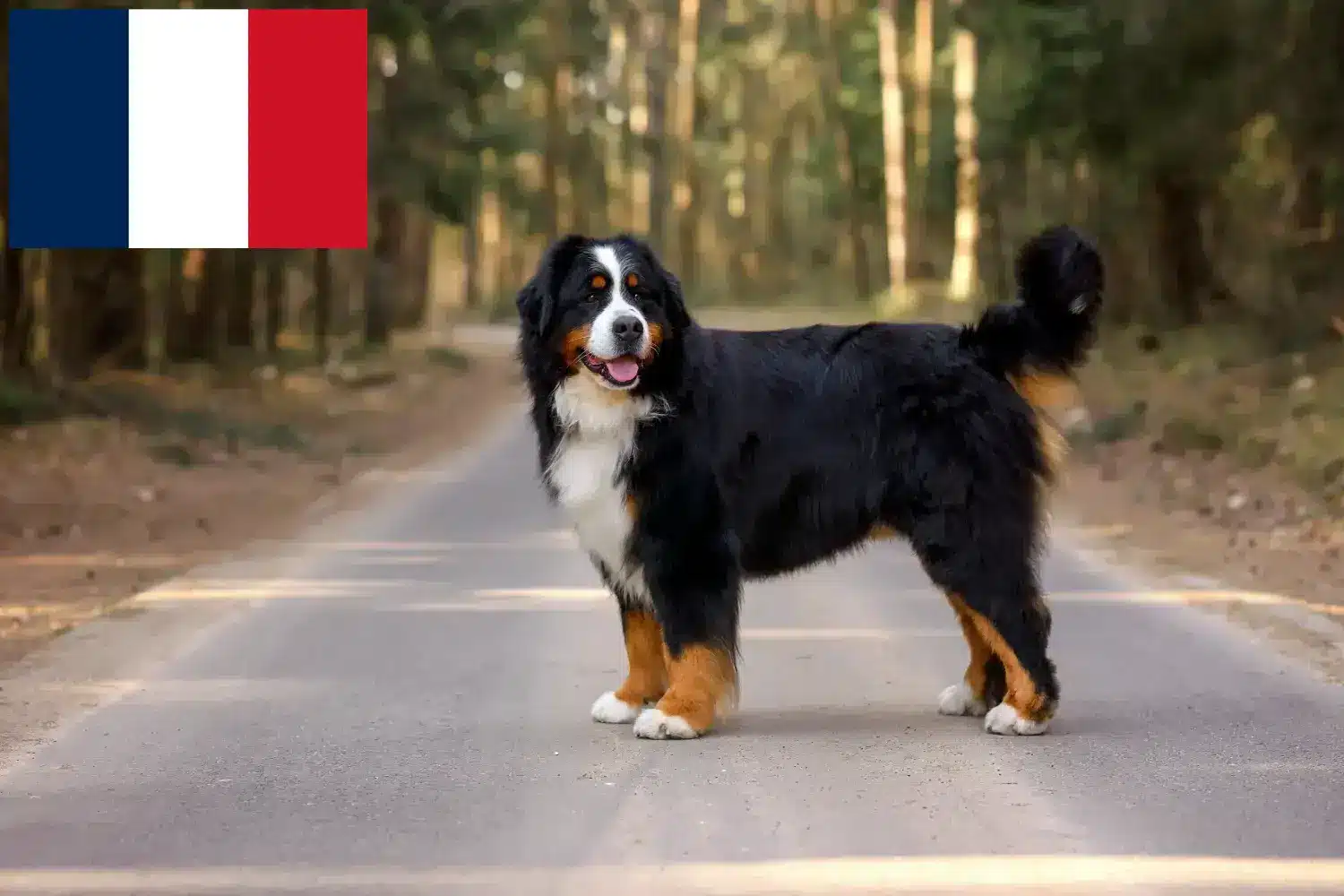 Read more about the article Fransa’da Bernese Dağ Köpeği Yetiştiricisi ve Yavruları