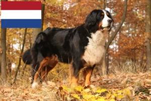 Read more about the article Hollanda’da Bernese Dağ Köpeği yetiştiricileri ve yavruları