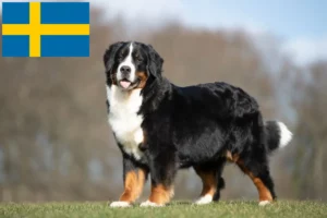 Read more about the article İsveç’te Bernese Dağ Köpeği Yetiştiricisi ve Yavruları