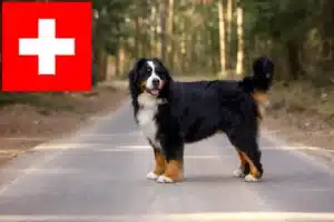 Read more about the article İsviçre’de Bernese Dağ Köpeği yetiştiricileri ve yavruları