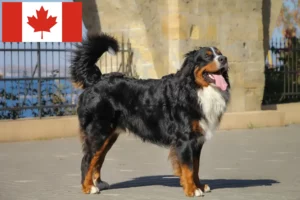 Read more about the article Kanada’da Bernese Dağ Köpeği Yetiştiricisi ve Yavruları