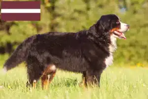 Read more about the article Letonya’da Bernese Dağ Köpeği Yetiştiricisi ve Yavruları