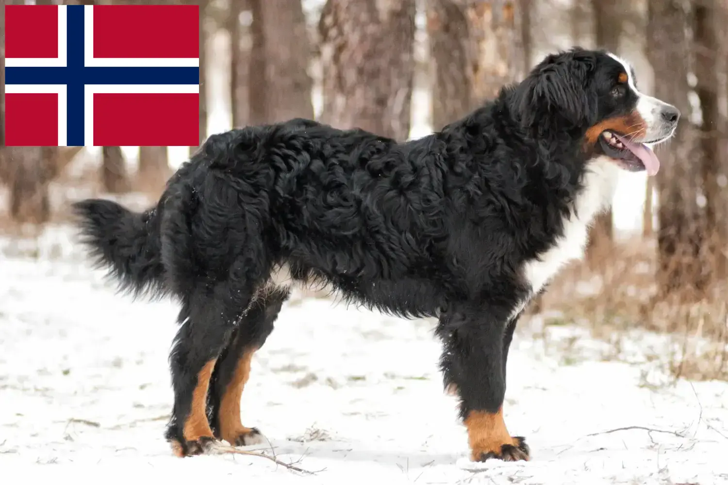 Read more about the article Norveç’te Bernese Dağ Köpeği Yetiştiricisi ve Yavruları