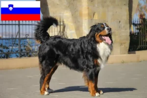 Read more about the article Slovenya’da Bernese Dağ Köpeği Yetiştiricisi ve Yavruları