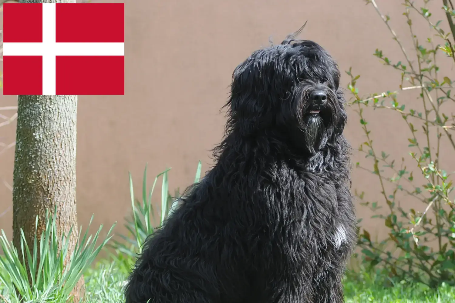 Read more about the article Danimarka’da Cão de Agua português yetiştiricileri ve köpek yavruları