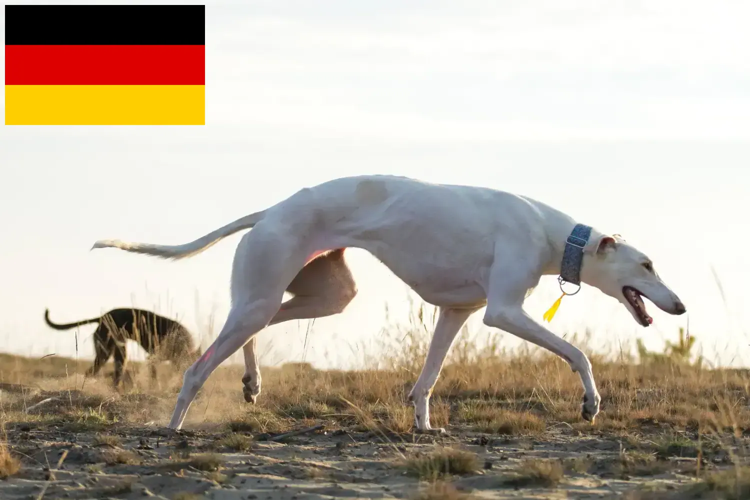 Read more about the article Almanya’daki Chart Polski yetiştiricileri ve yavru köpekler