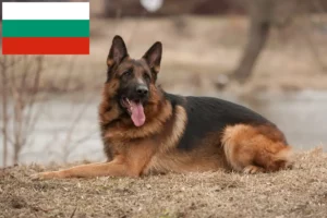 Read more about the article Bulgaristan’da çoban köpeği yetiştiricileri ve yavruları