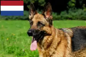 Read more about the article Hollanda’da çoban köpeği yetiştiricileri ve yavruları