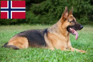 Read more about the article Norveç’te çoban köpeği yetiştiricileri ve yavruları