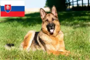 Read more about the article Slovakya’da çoban köpeği yetiştiricileri ve yavruları