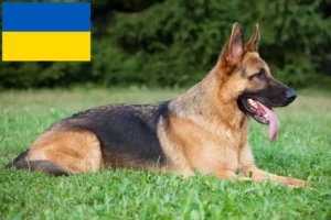 Read more about the article Ukrayna’da çoban köpeği yetiştiricileri ve yavruları