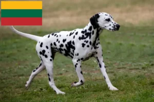 Read more about the article Litvanya’daki Dalmaçyalı yetiştiricileri ve köpek yavruları