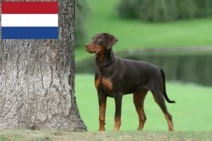 Read more about the article Hollanda’da Doberman yetiştiricileri ve yavru köpekler