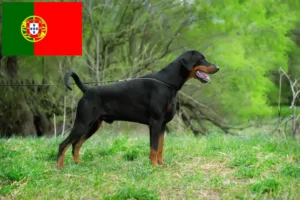 Read more about the article Portekiz’deki Doberman yetiştiricileri ve köpek yavruları