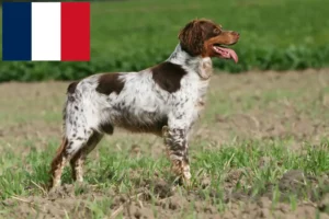 Read more about the article Fransa’da Epagneul Breton yetiştiricileri ve köpek yavruları