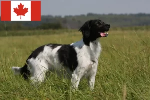 Read more about the article Kanada’da Epagneul Breton yetiştiricileri ve köpek yavruları