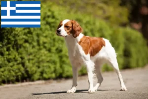 Read more about the article Yunanistan’da Epagneul Breton yetiştiricileri ve köpek yavruları