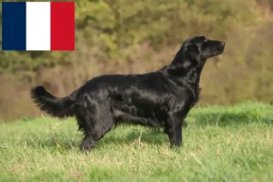Read more about the article Fransa’da Flat Coated Retriever yetiştiricileri ve köpek yavruları