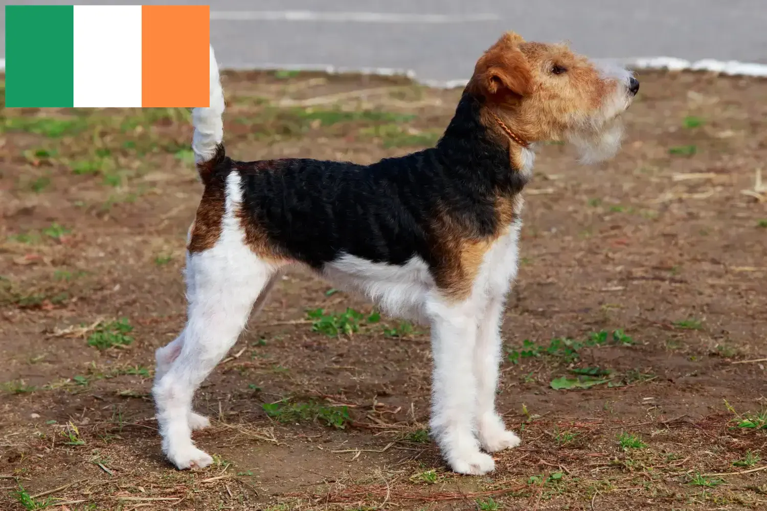 Read more about the article İrlanda’da Fox Terrier yetiştiricileri ve köpek yavruları