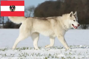 Read more about the article Avusturya’da Husky yetiştiricileri ve yavru köpekler