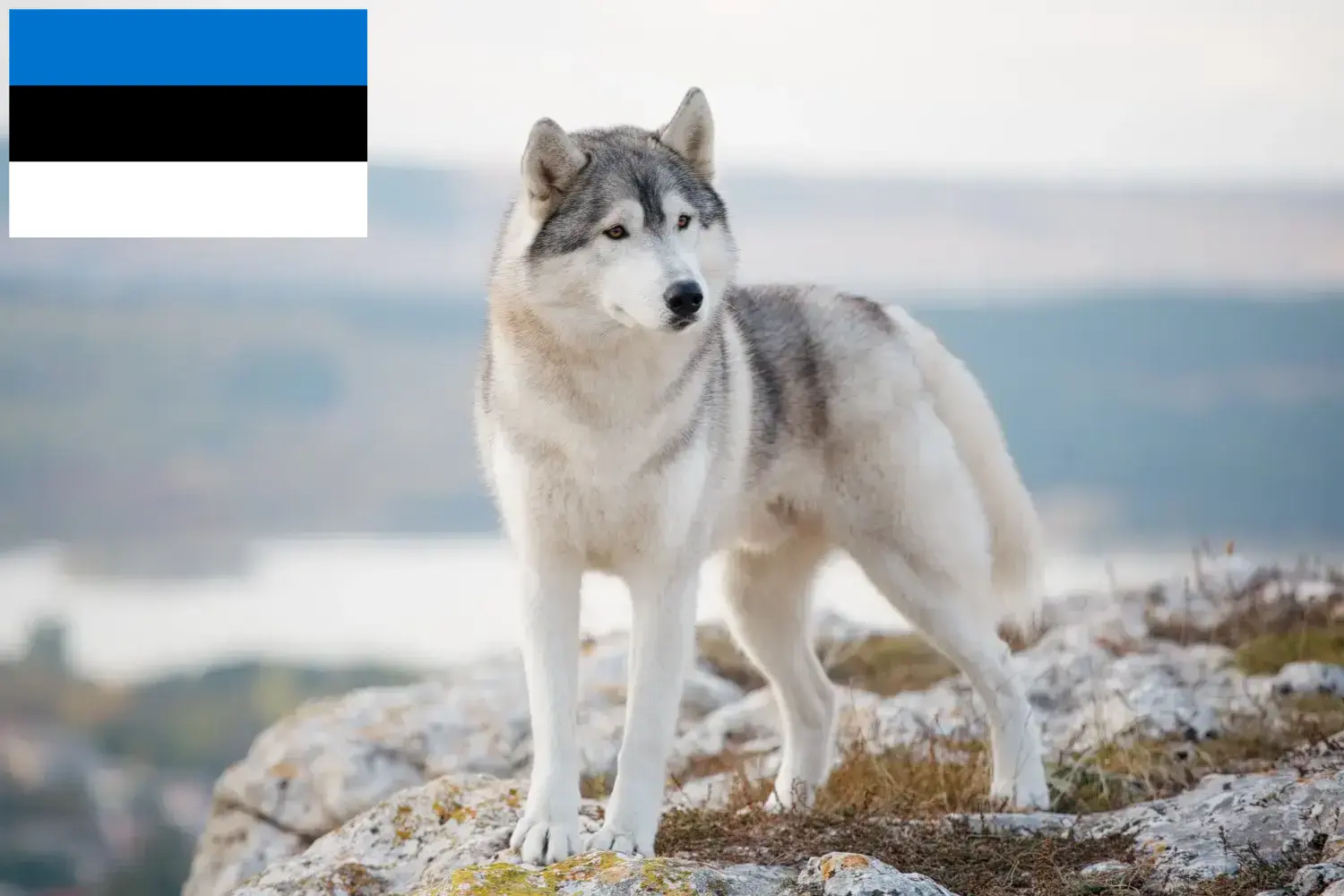 Read more about the article Estonya’daki Husky yetiştiricileri ve köpek yavruları