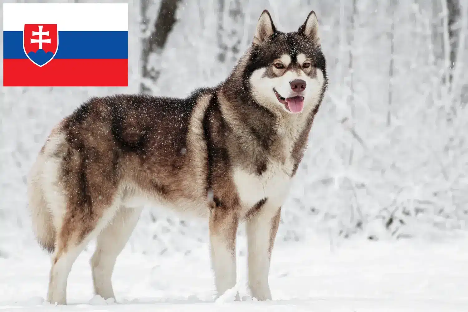 Read more about the article Slovakya’daki Husky yetiştiricileri ve köpek yavruları
