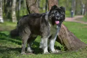 Read more about the article Kafkas Çoban Köpeği Yetiştiricisi