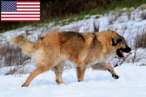 Read more about the article ABD’de Kafkas Çoban Köpeği Yetiştiricileri ve Yavruları