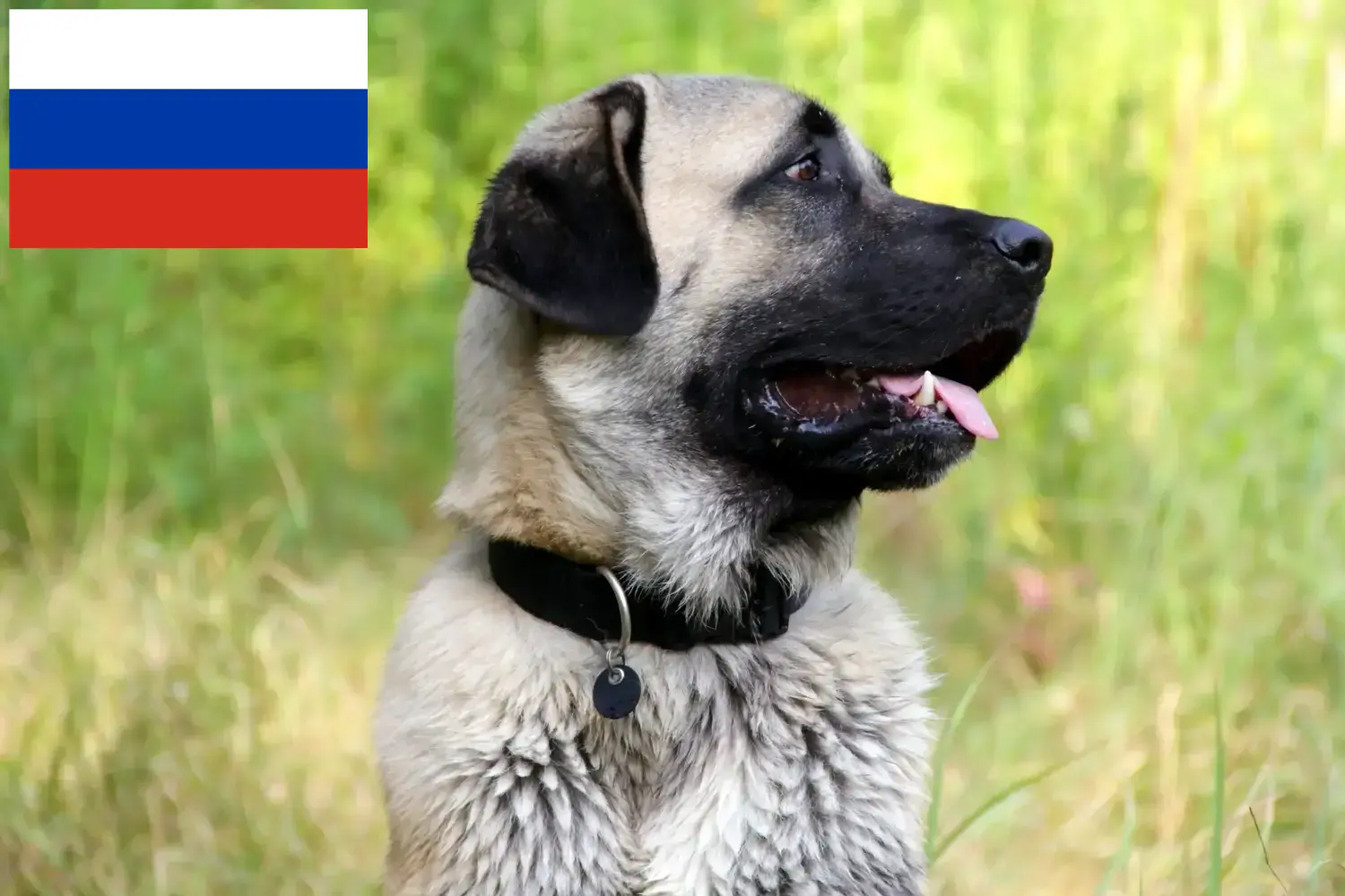 Read more about the article Rusya’da Kangal yetiştiricileri ve köpek yavruları