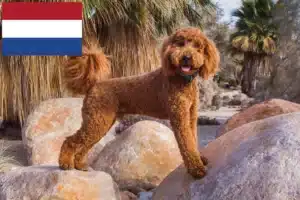 Read more about the article Hollanda’da Labradoodle yetiştiricileri ve yavru köpekler