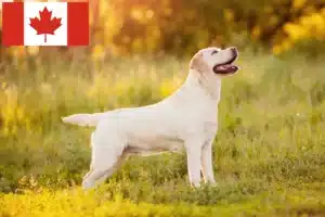 Read more about the article Kanada’daki Labrador yetiştiricileri ve yavru köpekler