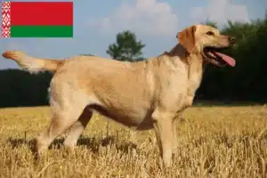 Read more about the article Beyaz Rusya’da Labrador yetiştiricileri ve köpek yavruları