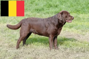 Read more about the article Belçika’da Labrador yetiştiricileri ve yavru köpekler